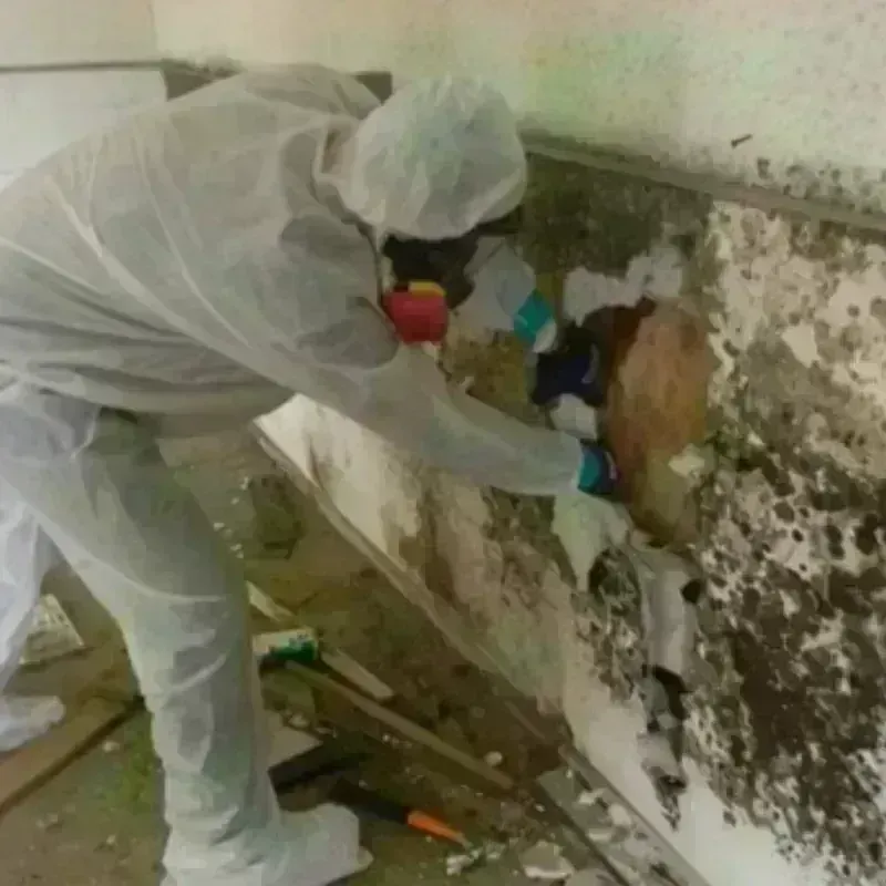 Mold Remediation and Removal in Freeland, PA